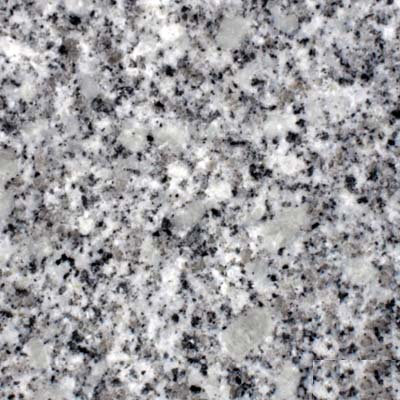 Zimnik Średnio-gruby